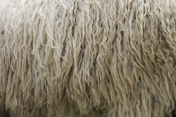 Image showing wool texture