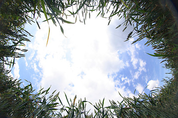 Image showing golden corn and blue sky 