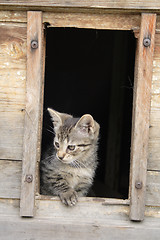 Image showing small cat