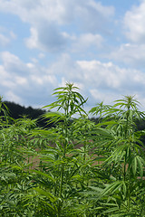 Image showing marijuana field