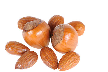 Image showing hazelnuts