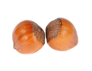 Image showing hazelnuts