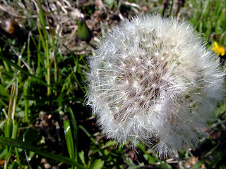 Image showing Dandelion