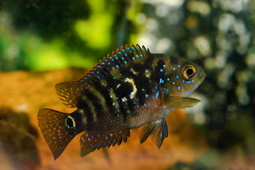 Image showing aquarium fish