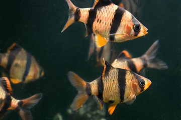 Image showing aquarium fish