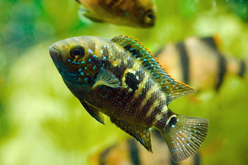 Image showing aquarium fish