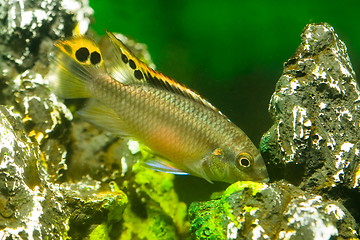 Image showing aquarium fish