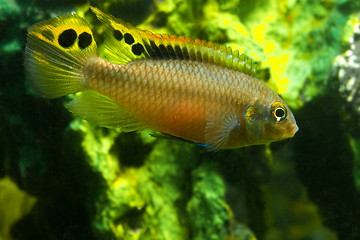 Image showing aquarium fish