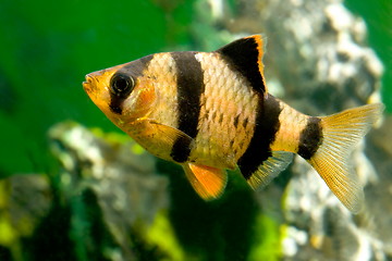 Image showing aquarium fish