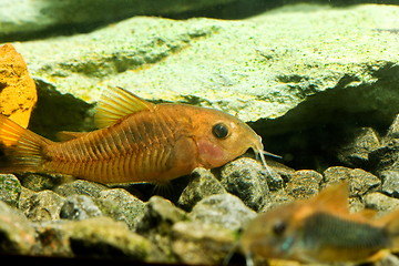 Image showing aquarium fish