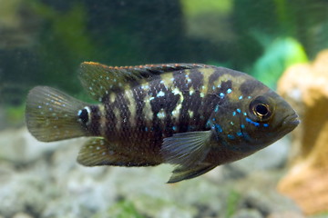 Image showing aquarium fish