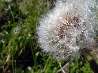 Image showing Dandelion