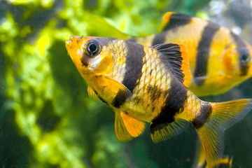 Image showing aquarium fish