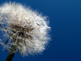 Image showing sowthistle in sky