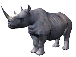 Image showing Rhinoceros