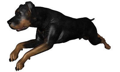 Image showing Rottweiler dog