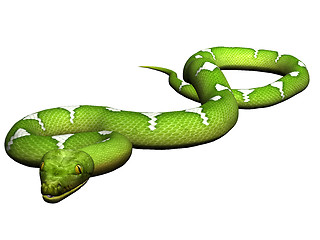 Image showing Green python