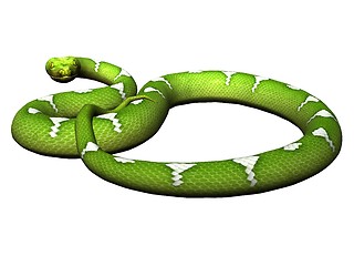 Image showing Defending green python