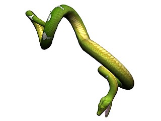 Image showing Hanging green python