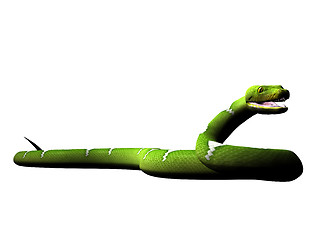 Image showing Green python