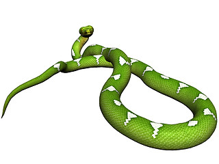 Image showing Green python