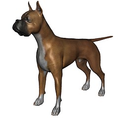 Image showing Boxer dog