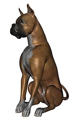 Image showing Boxer dog