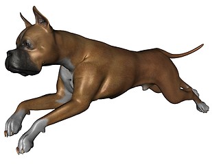 Image showing Boxer dog