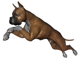 Image showing Boxer dog