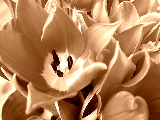Image showing Stylish tulip