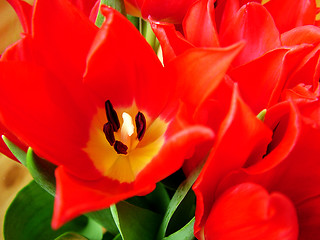 Image showing Stylish tulip