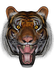 Image showing Tiger