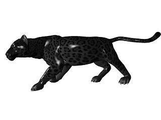 Image showing Stalking black panther