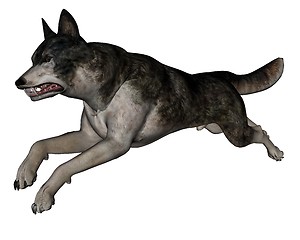 Image showing Wolf