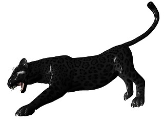 Image showing Agressive black panther