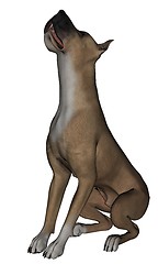 Image showing Great Dane