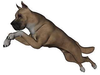 Image showing Great Dane