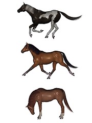 Image showing Three poses of horses