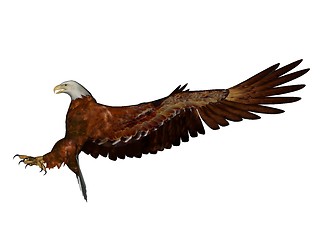 Image showing Eagle