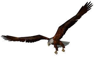 Image showing Eagle