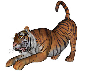 Image showing Tiger