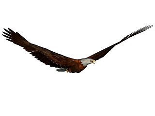 Image showing Eagle