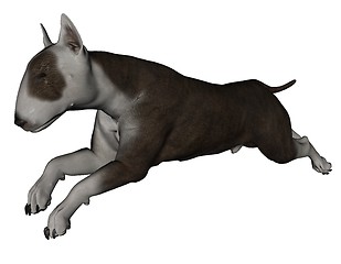 Image showing Bull terrier dog
