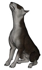 Image showing Bull terrier dog