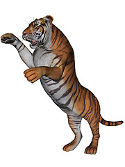 Image showing Tiger