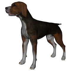 Image showing Hound