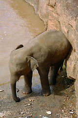 Image showing Baby Elephant