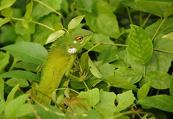 Image showing Variable Lizard In The Green Background