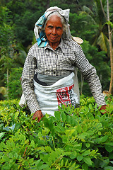 Image showing Silver-Haired Tea Picker