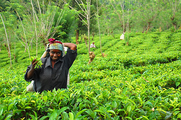 Image showing Young Tamil Girl At The Tea Plantation